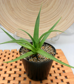 アガベ・ブラクテオサ