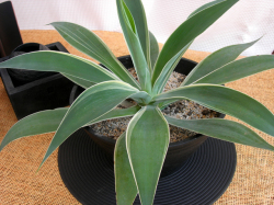 アテヌアータ白覆輪