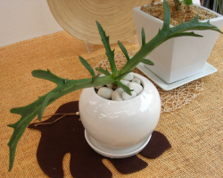 カランコエ　シンセパラ・デセプタ