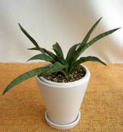 サンスベリア・ヒヤシントイデス