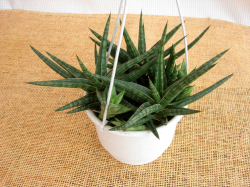 サンスベリア.カウレッセンス