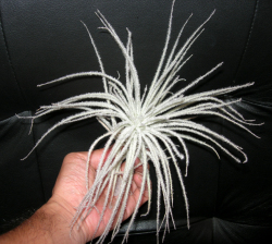 チランドシア　テクトラム　