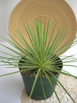 アガベ・ストリクターナナ