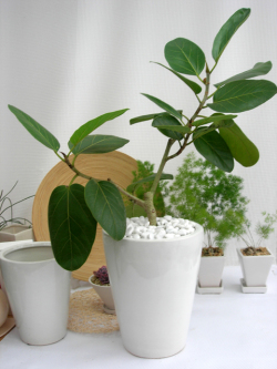 フィカス・ベンガレンシス専門店