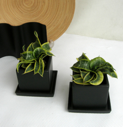 サンセベリア　ツイステッドシスター　ツナミ マッドブラックスクエアS