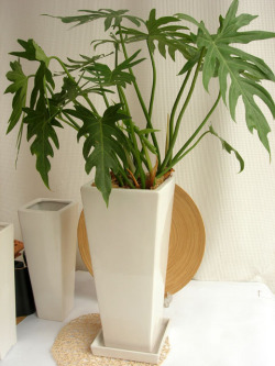 フィロデンドロン　ラディアタム