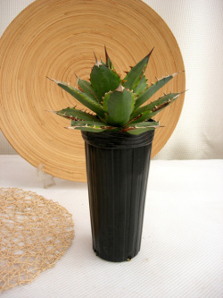 アガベ・ナンバーワン斑入