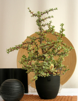 多肉植物　ポーチュラカ　バリエガータ