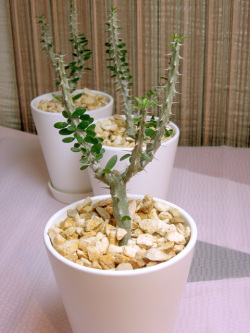 アローディア　亜竜木