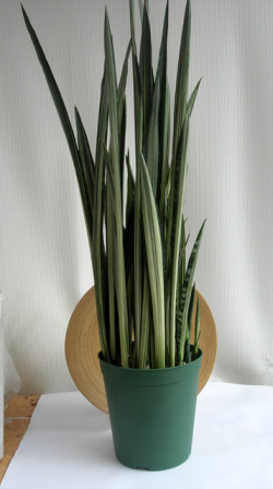 サンスベリア　バンテルズセンセーション専門店