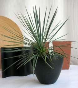 ユッカ　リネアリスA　マッドブラック