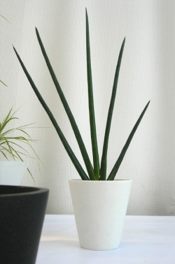 サンスベリア・シュヴィインフェルティー パウダーストーン