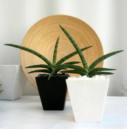 サンスベリア・ベラ　スクエアパウダーストーン