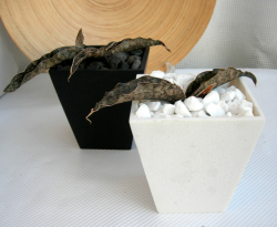 サンスベリア・ キルキー プルクラ コッパートーン