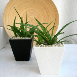 サンスベリア・パルバ　スクエアパウダーストーン