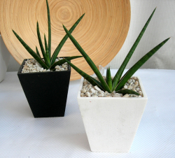 サンスベリア・フリップシア　スクエアパウダーストーン