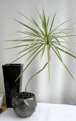 ホワイトコンシネironBlack