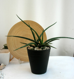 サンスベリア カウレッセンス　M観葉植物通販・販売