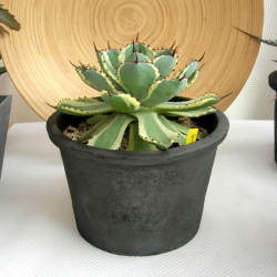 アガベ吉祥天　C9366観葉植物通販・販売