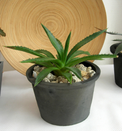 アガベsp　C9366観葉植物通販・販売