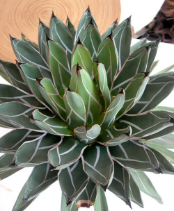 アガベ　笹吹雪 特大