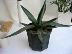 アガベ　アリゾニカ観葉植物通販・販売