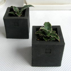 サンスベリア.エーレンベルギー　黒幻四角