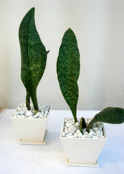 サンスベリア.マッソニア　ホワイトスクエア観葉植物通販・販売