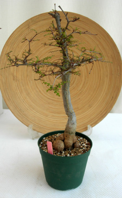 オペルクリカリア・デカリー古木観葉植物通販・販売
