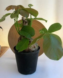 シュードボンバックス・エリプチカム観葉植物通販・販売