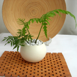 リュウビンタイ セラミック観葉植物通販・販売