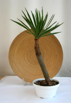 ユッカアロイフォリア 皿鉢観葉植物通販・販売