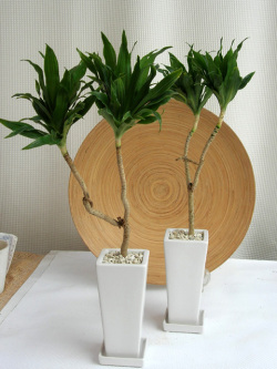 ドラセナ・コンパクター　ロングスクエアS観葉植物通販・販売