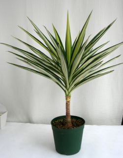 ユッカ中斑エレファンテス観葉植物通販・販売