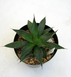 アガベ　アリゾニカコンパクター観葉植物通販・販売