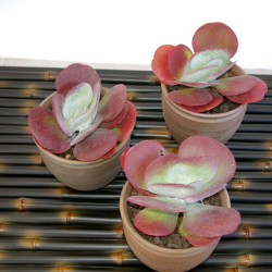 サーキュレント・デザートローズ