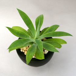 アガベアテナータ