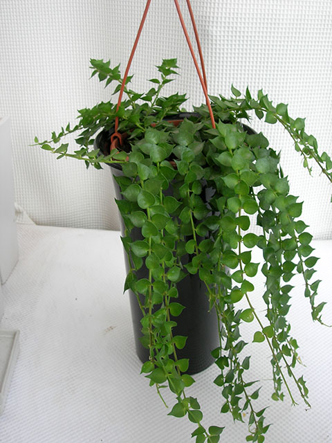 ディスキディア　苗　花卉園芸　グリーン　観葉植物 ディスキディア エメラルド】観葉植物(吊り鉢付き)｜観葉植物の通販