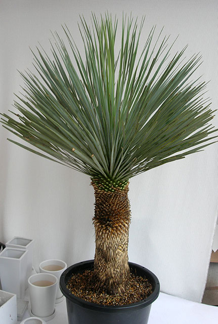 たいへん珍し稀少品のユッカ・ロストラータ送料無料