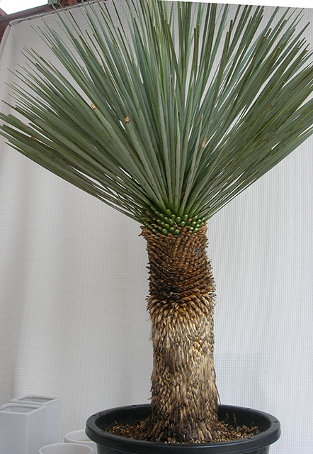 たいへん珍し稀少品のユッカ・ロストラータ送料無料