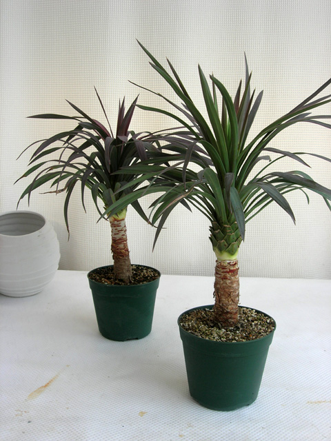 立派♡希少♡ユッカ♡デスメティアーナ♡観葉植物♡ 立派♡希少♡ユッカ♡デスメティアーナ♡観葉植物♡ - メルカリ