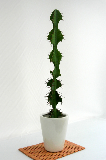 個性的なユーフォルビア・グランディコルニス