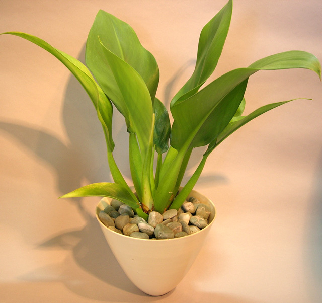 フィロデンドロン キャニフォリウム (キャニフォリウム) 大型