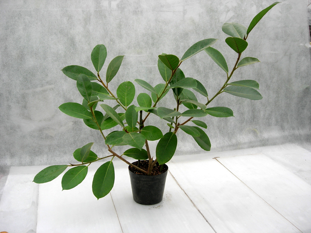 フィカス ジャワゴム　フィカスドゥルパセア　観葉植物 フィカス ジャワゴム フィカスドゥルパセア 観葉植物 - メルカリ