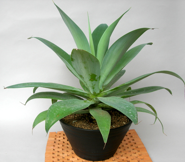 特選アガベ・アテナータM鉢植え