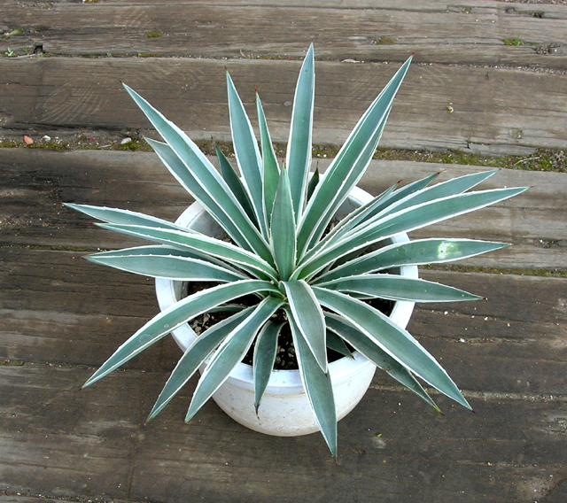 167センチ フラワー・ガーデニング アメリカーナ 白縞斑 アガベ