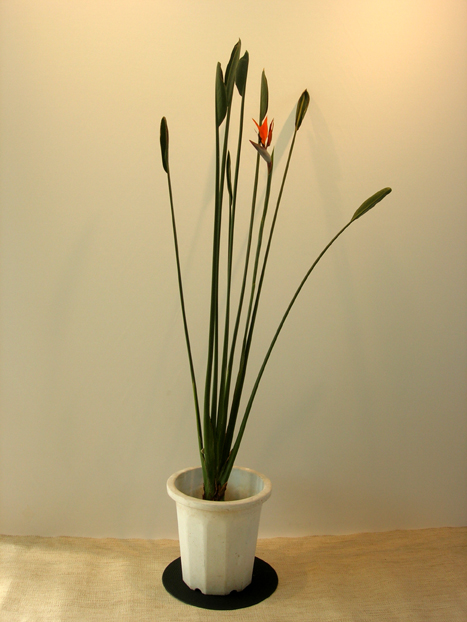 希少】ストレチア ノンリーフ 希少 10番 ストレリチア ノンリーフ 根