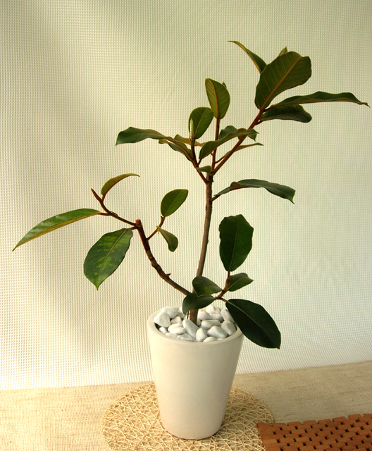 個性的な観葉植物フィカス・ベルベット