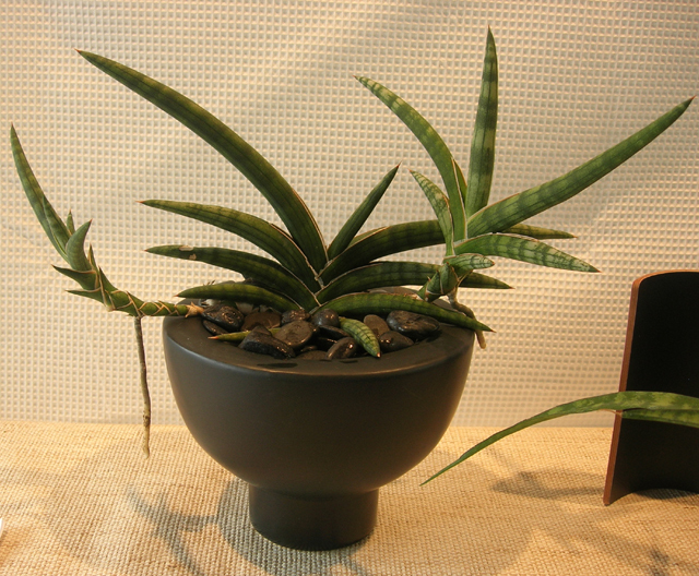 サンスベリア ブラック キャッスルS. Black Castle 【公式通販】