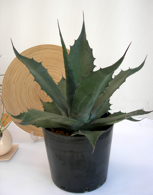 ちょーレアもの・アガベ サルミアナ・クラシスピナ